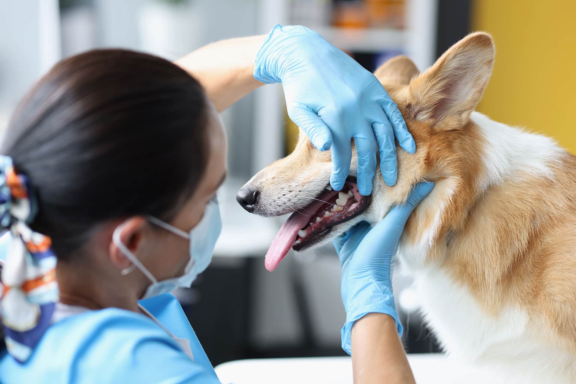 Everything you need to know about vet insurance